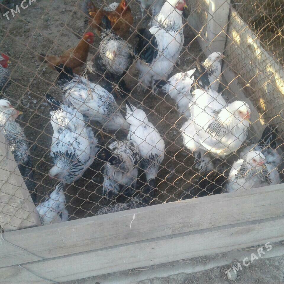 товук - Gökdepe - img 1