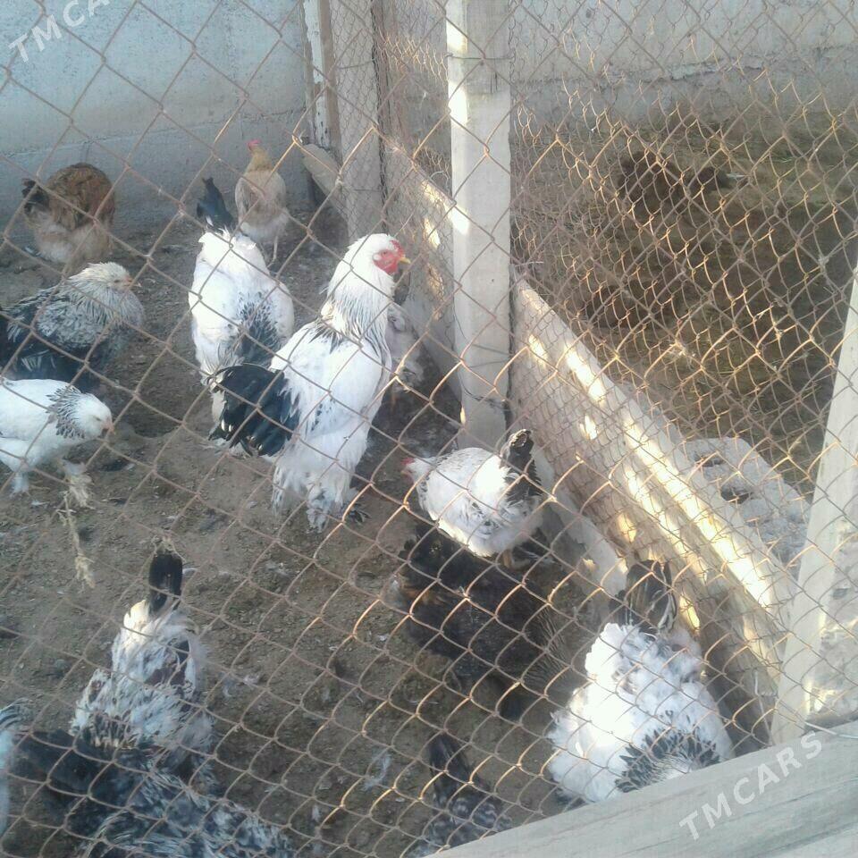 товук - Gökdepe - img 2