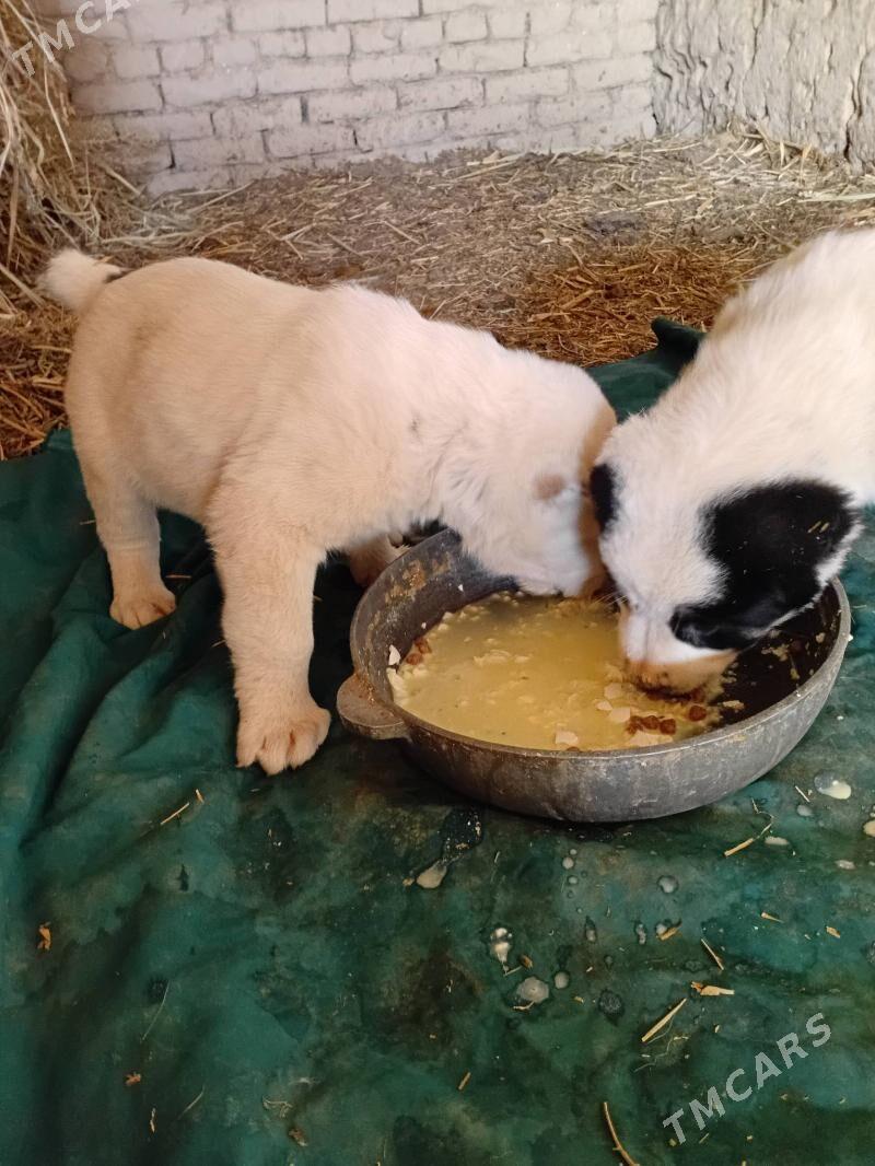 turkmen alabay - Гороглы (Тагта) - img 5