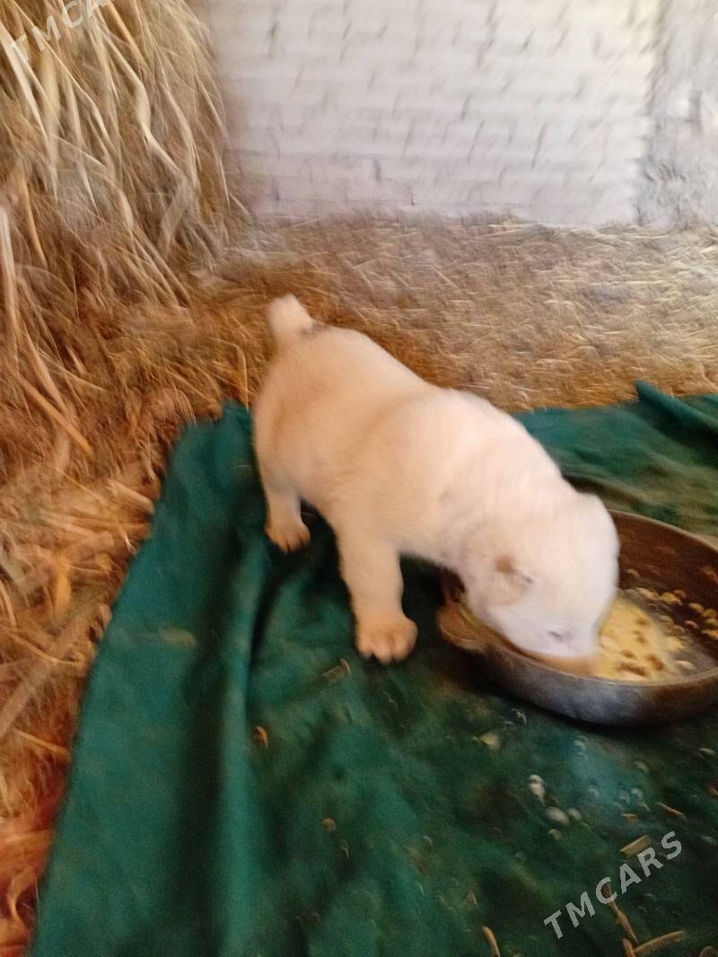 turkmen alabay - Гороглы (Тагта) - img 6