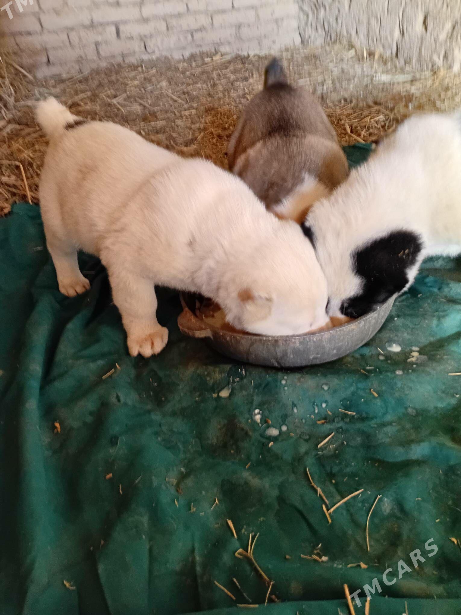 turkmen alabay - Гороглы (Тагта) - img 8