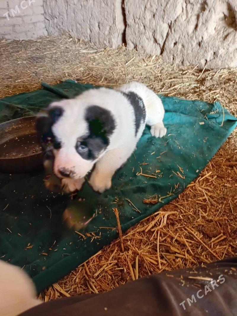 turkmen alabay - Гороглы (Тагта) - img 3