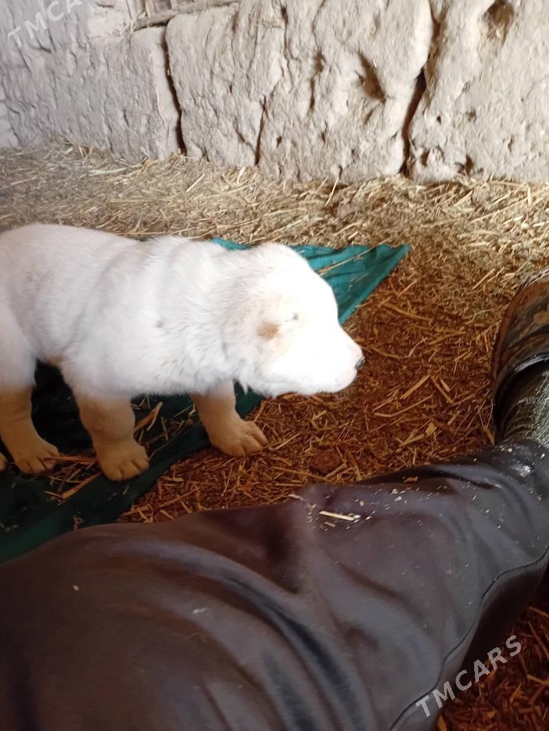 turkmen alabay - Гороглы (Тагта) - img 2