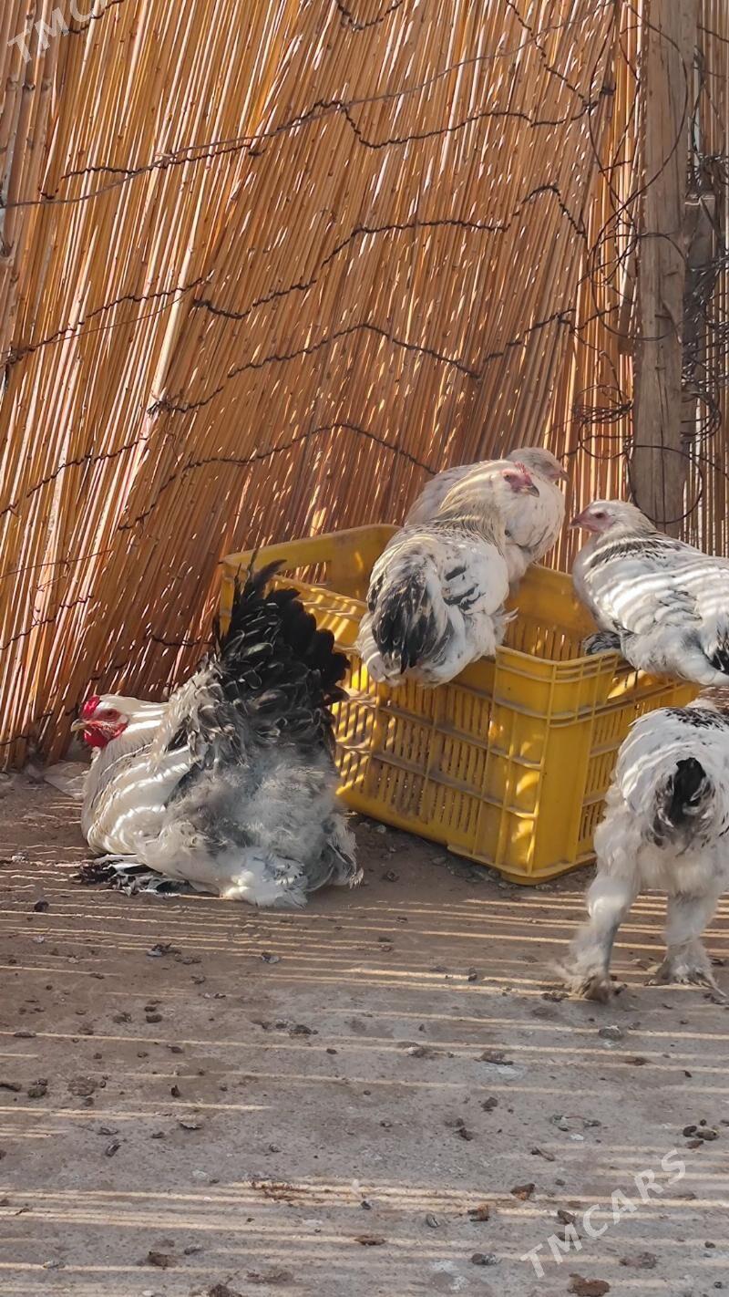 byrama gigant - Анев - img 8