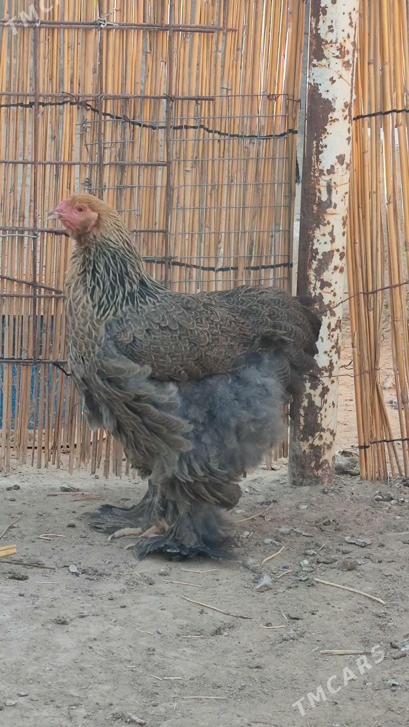 byrama gigant - Анев - img 3