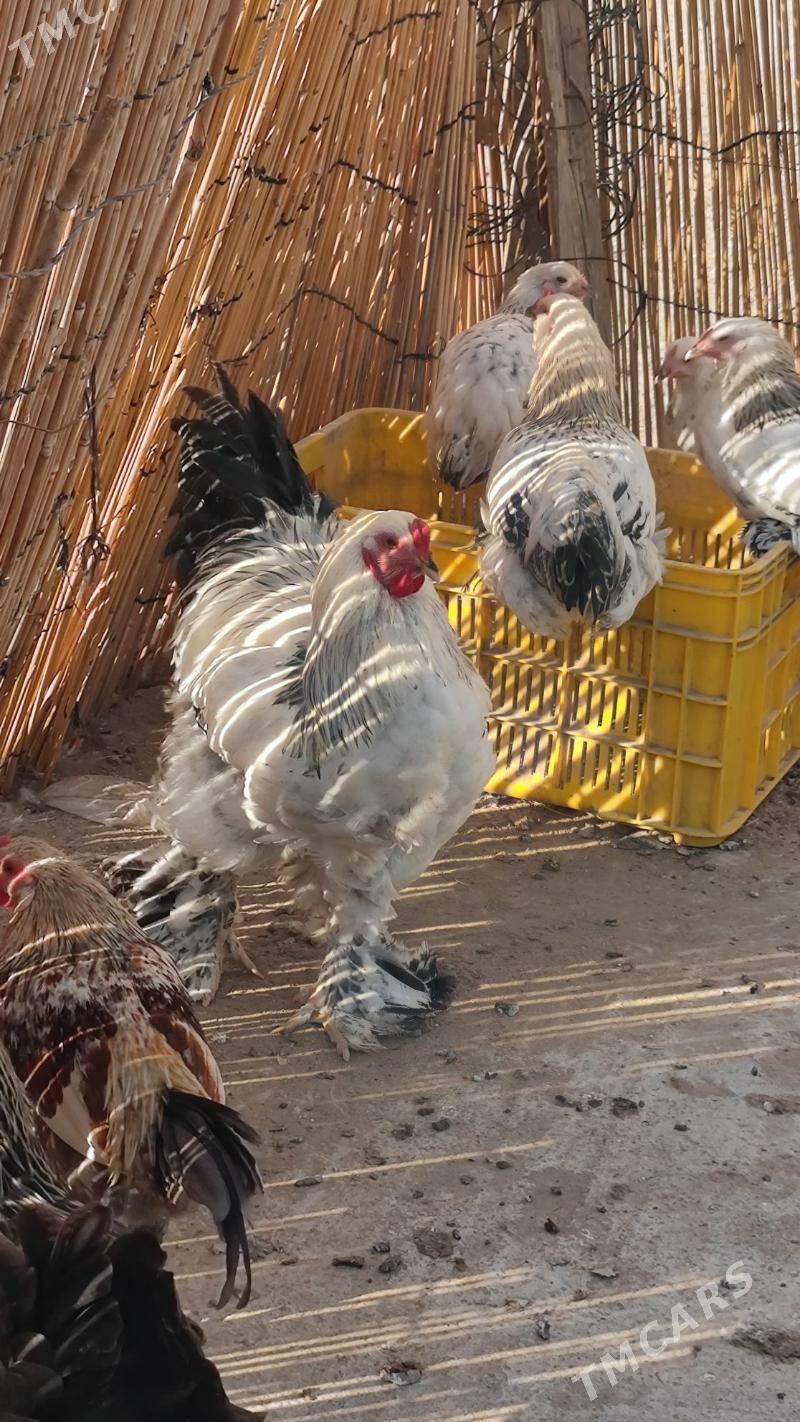 byrama gigant - Анев - img 2