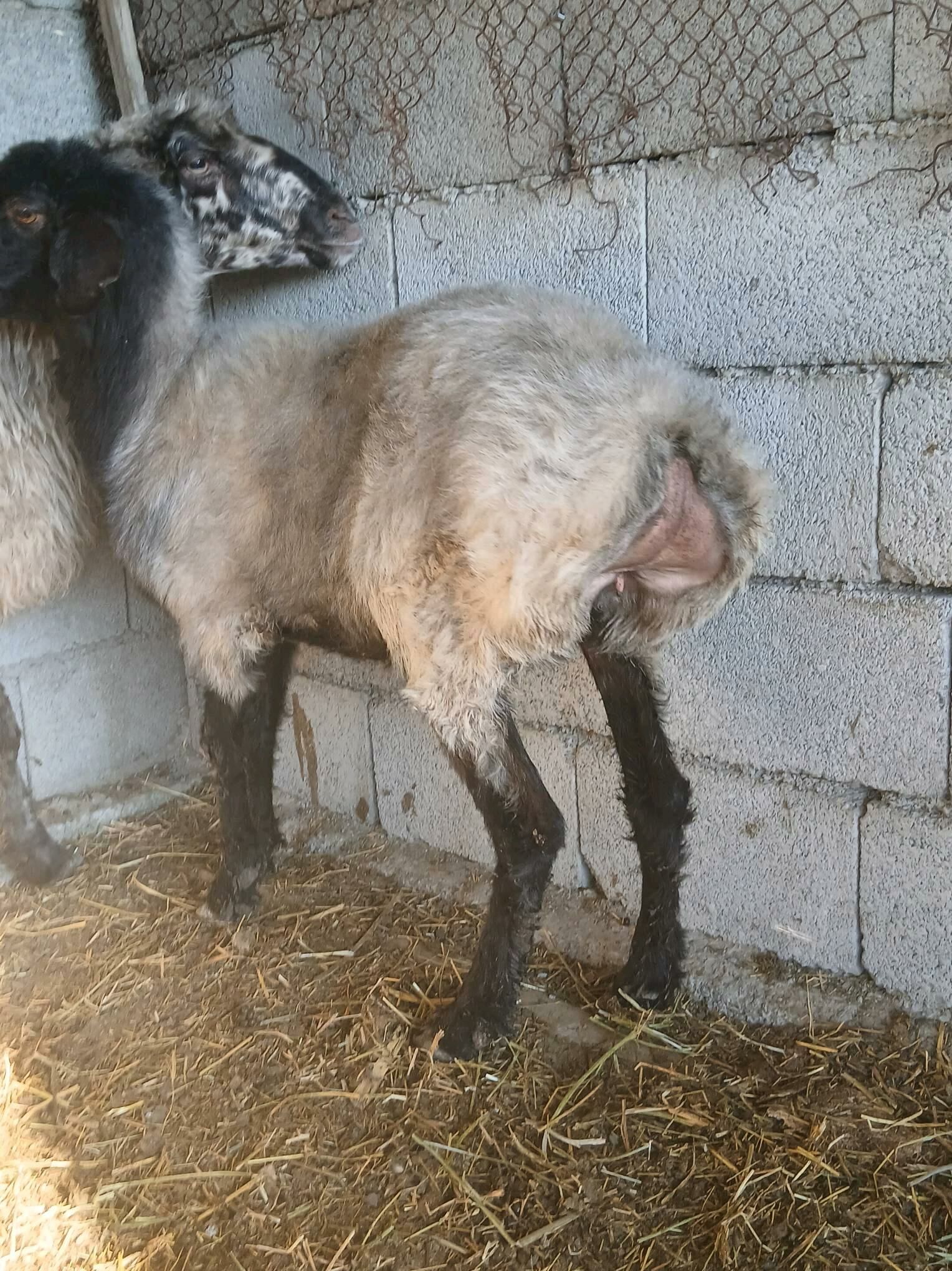 goÿun - Ýaşlyk - img 1