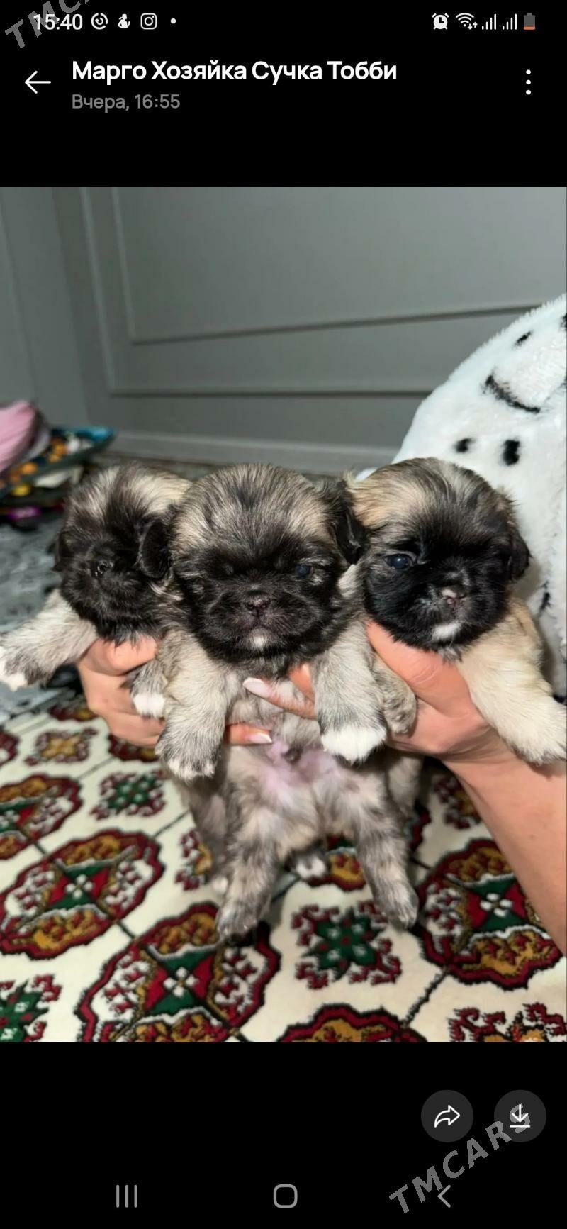 кутята пекинес - Мары - img 3