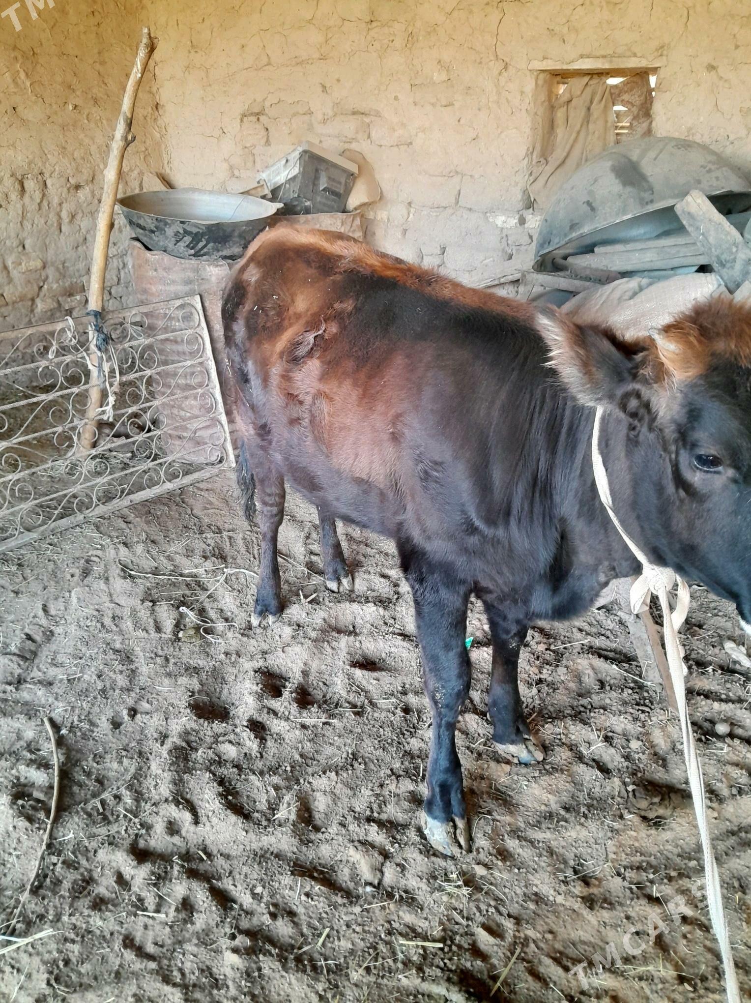 sygyr - Мары - img 3