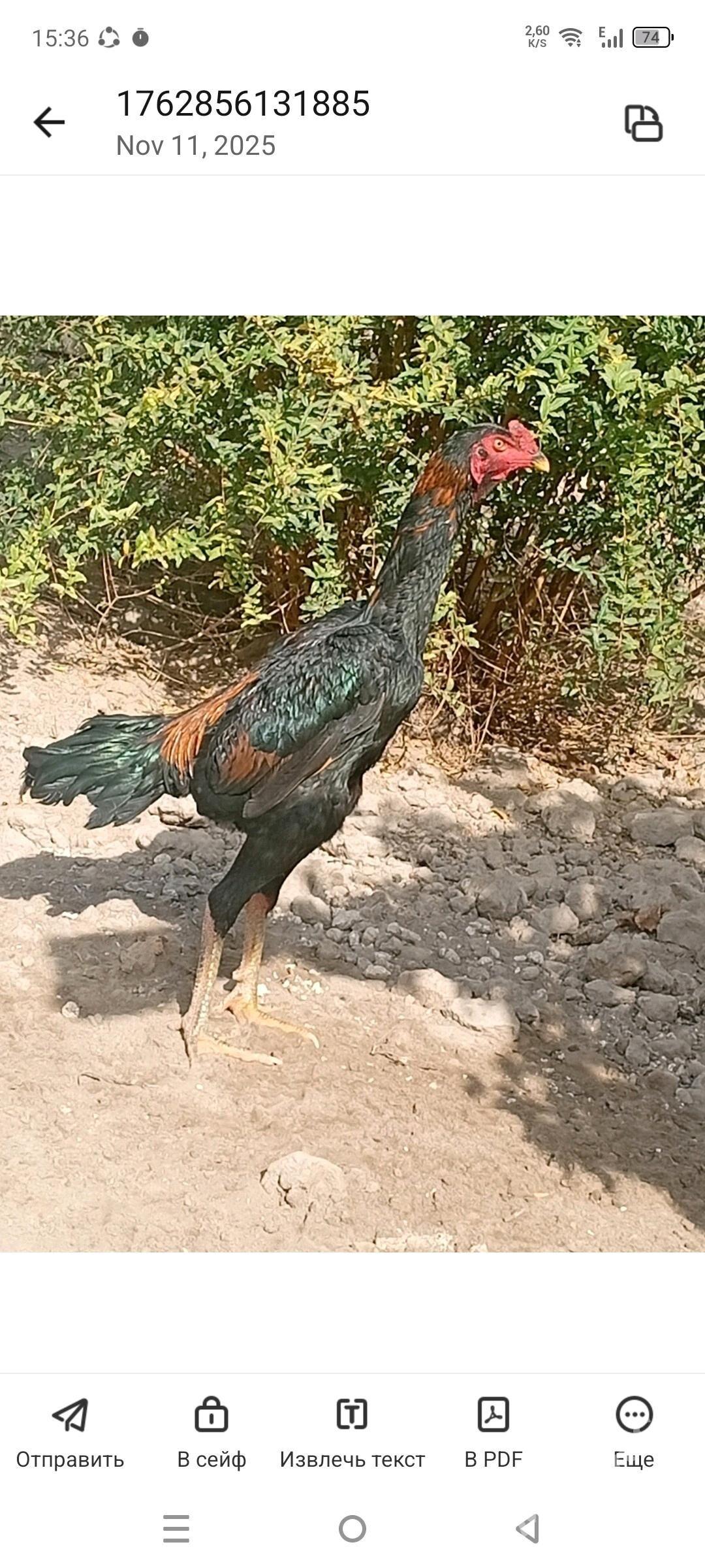 juja - Kerki - img 4