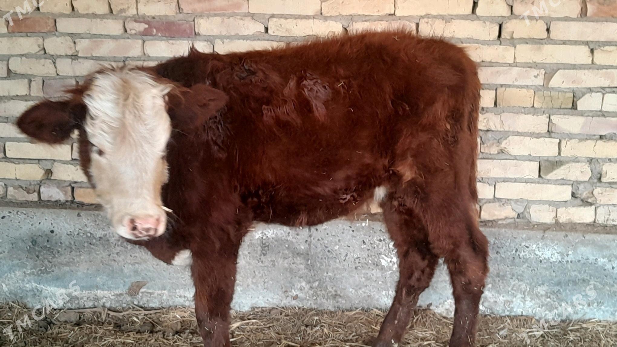 unajyn - Sakar - img 1