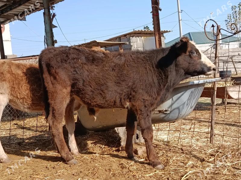 tohum okuz - Garadamak - img 1