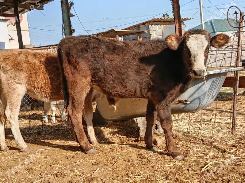 tohum okuz - Garadamak - img 2