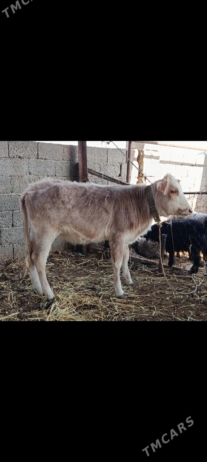 tohum tuwe - Garadamak - img 1