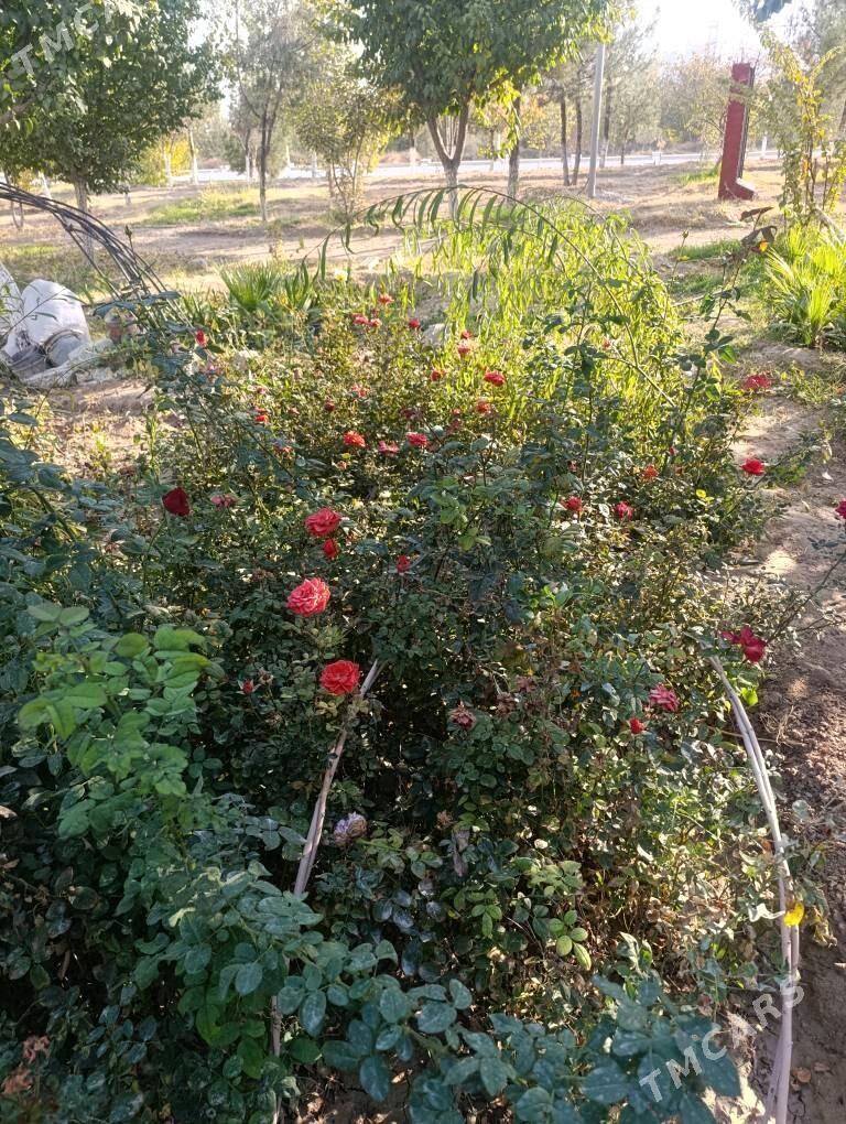 gul - Aşgabat - img 1