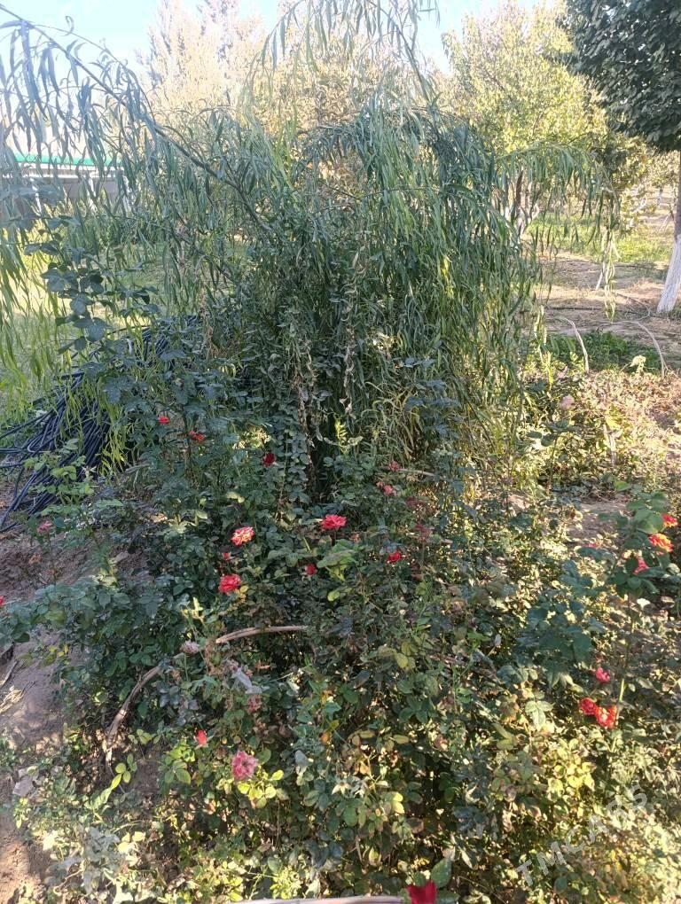 gul - Aşgabat - img 2