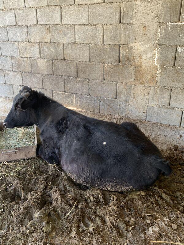 Okuz  bicilen - Гёкдепе - img 1