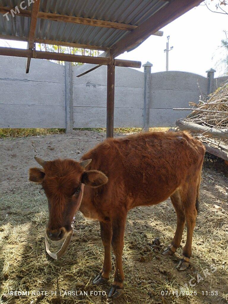 gulajyn - Mary - img 2