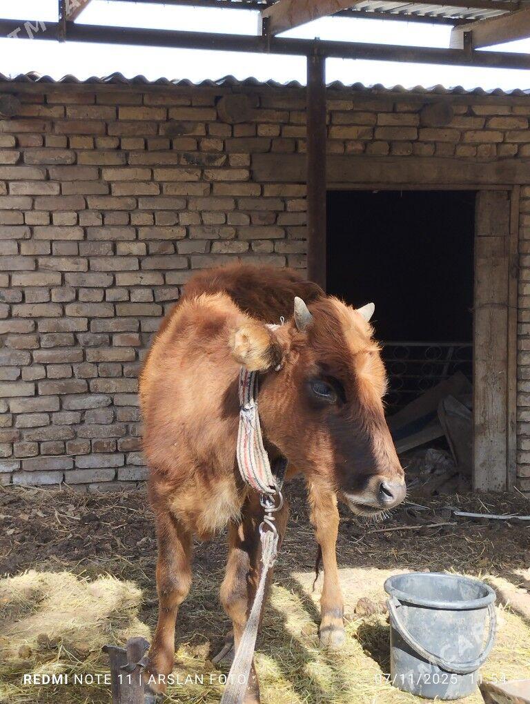 gulajyn - Mary - img 1