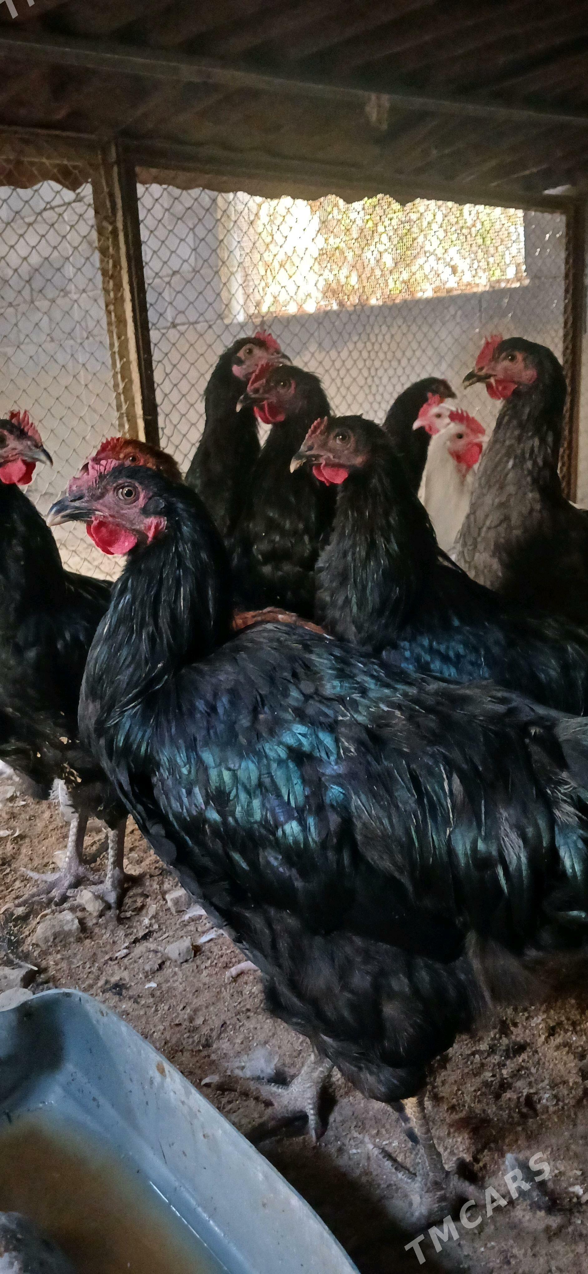 Jüje 5 ay Gigant - Gökdepe - img 1