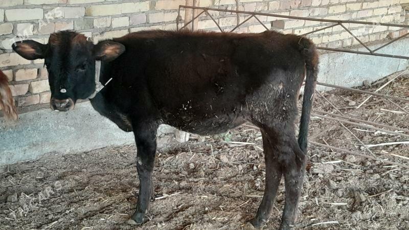 unajyn - Sakar - img 2