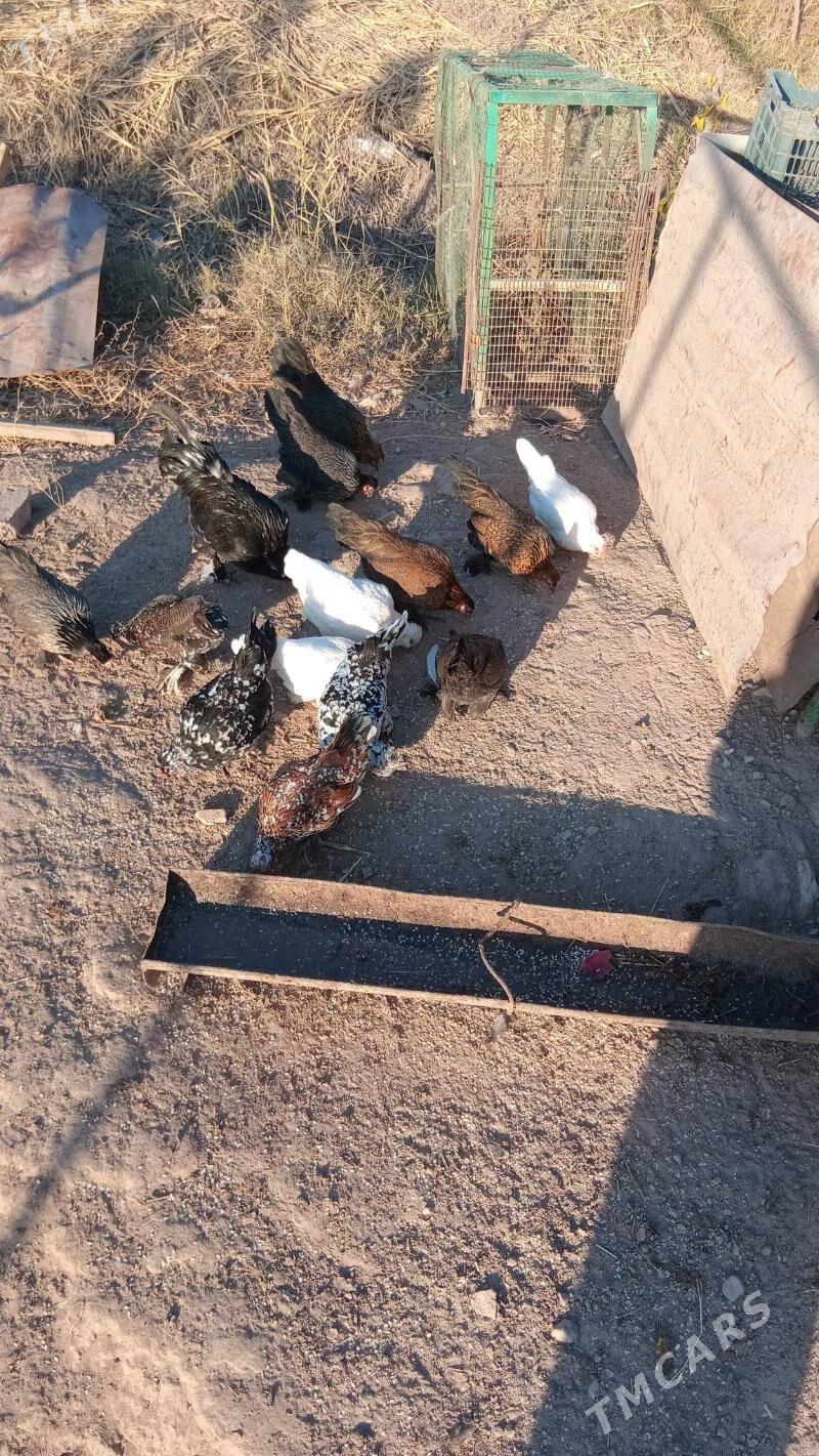 karlikler - Туркменабат - img 2