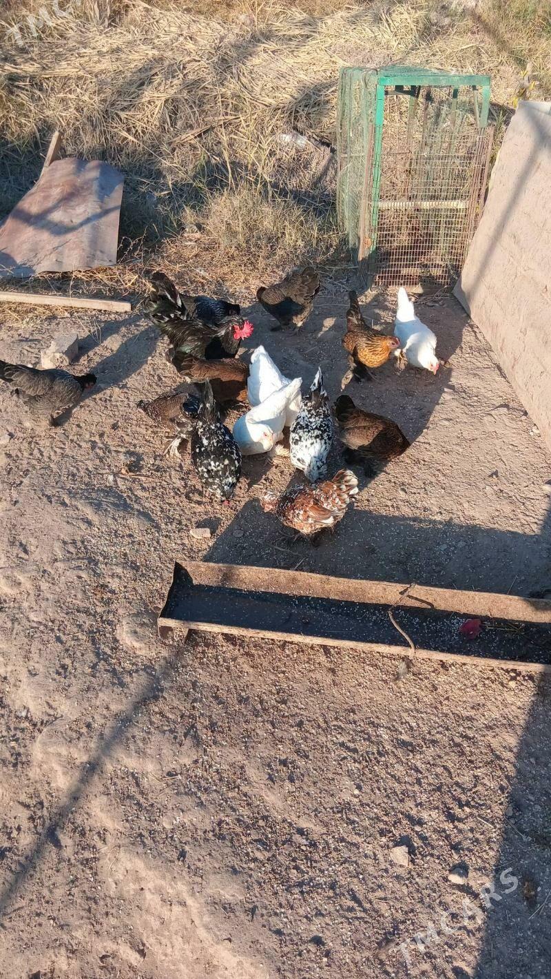 karlikler - Туркменабат - img 1