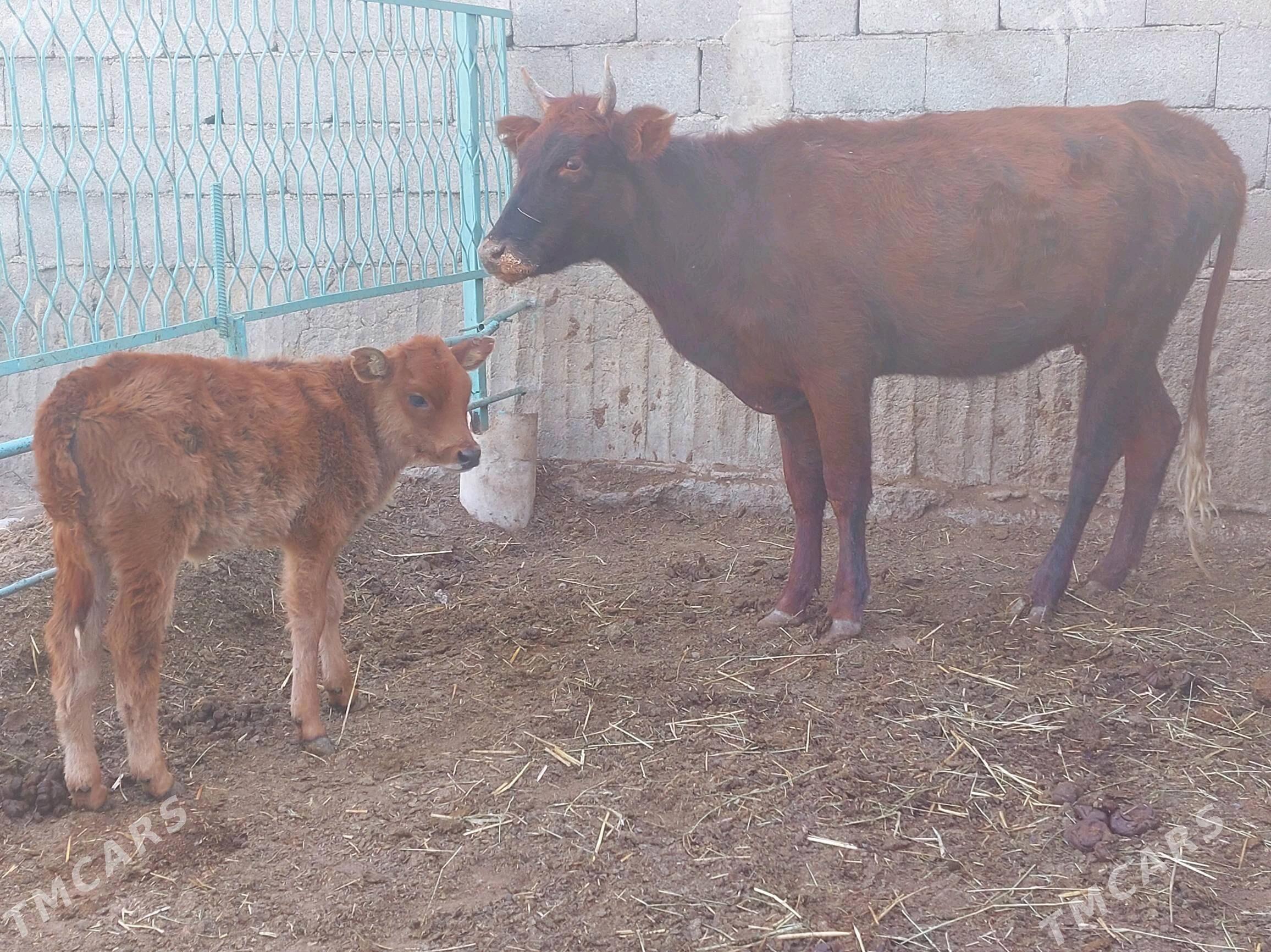 okuz tuwe - Aşgabat - img 2