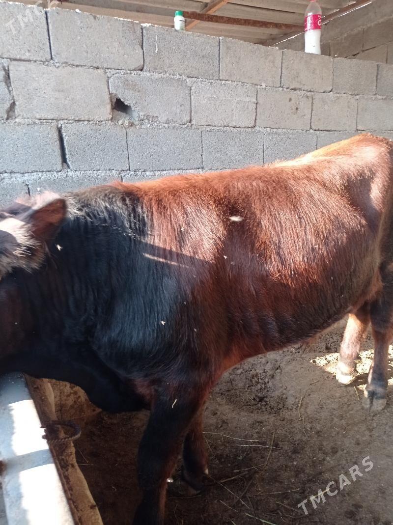 okuz ler - Büzmeýin - img 5