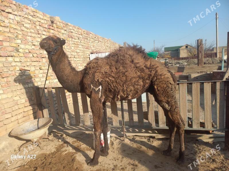 Duye - Берекет - img 4