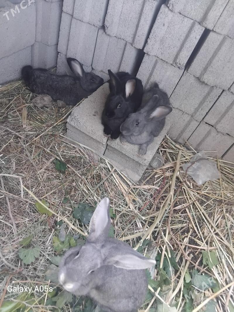 Towsan - Kaka - img 2