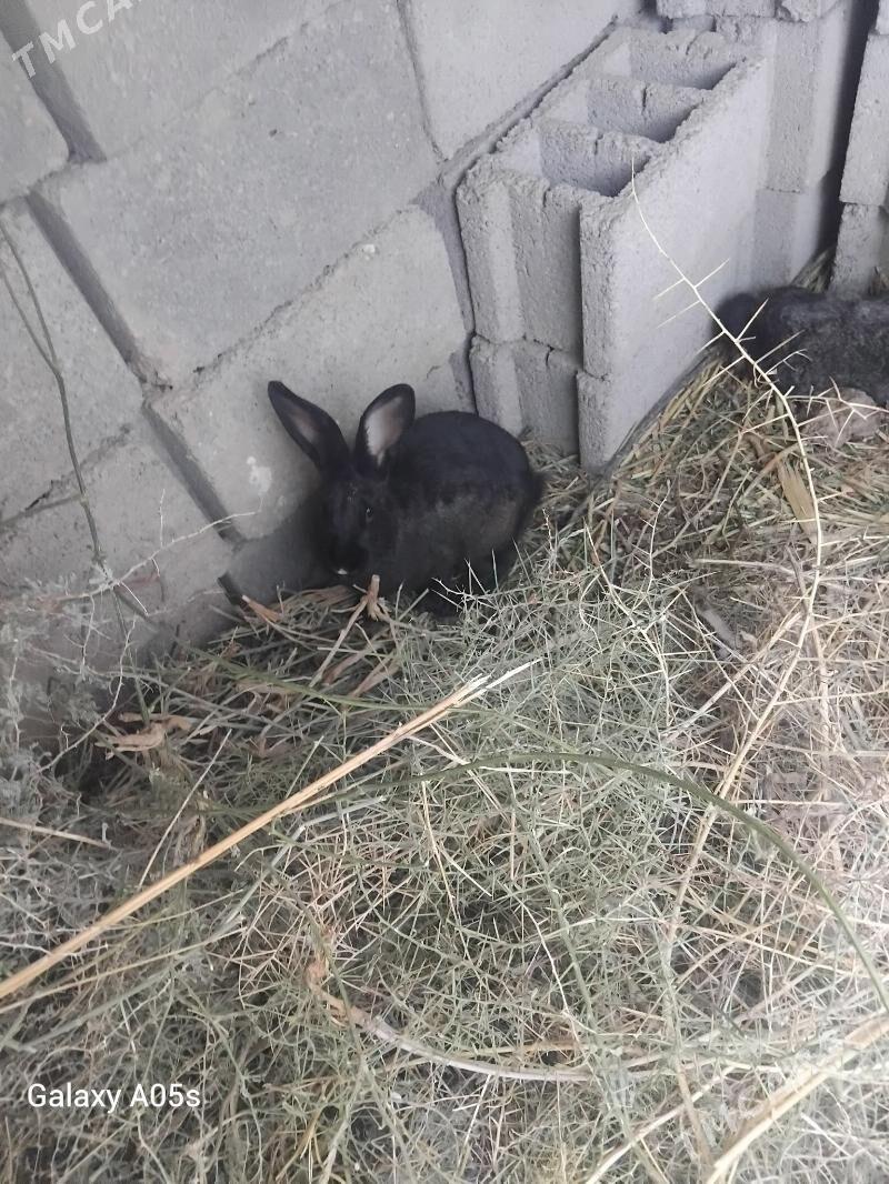 Towsan - Kaka - img 3