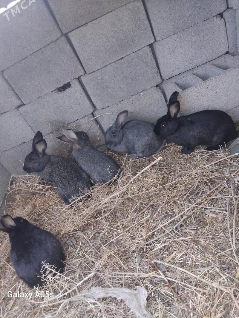 Towsan - Kaka - img 1