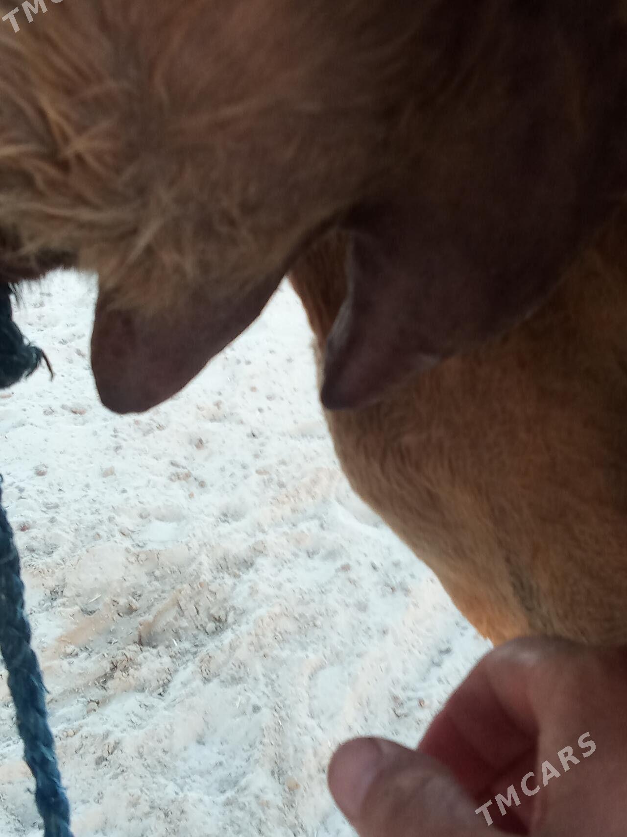 Duye - Берекет - img 5