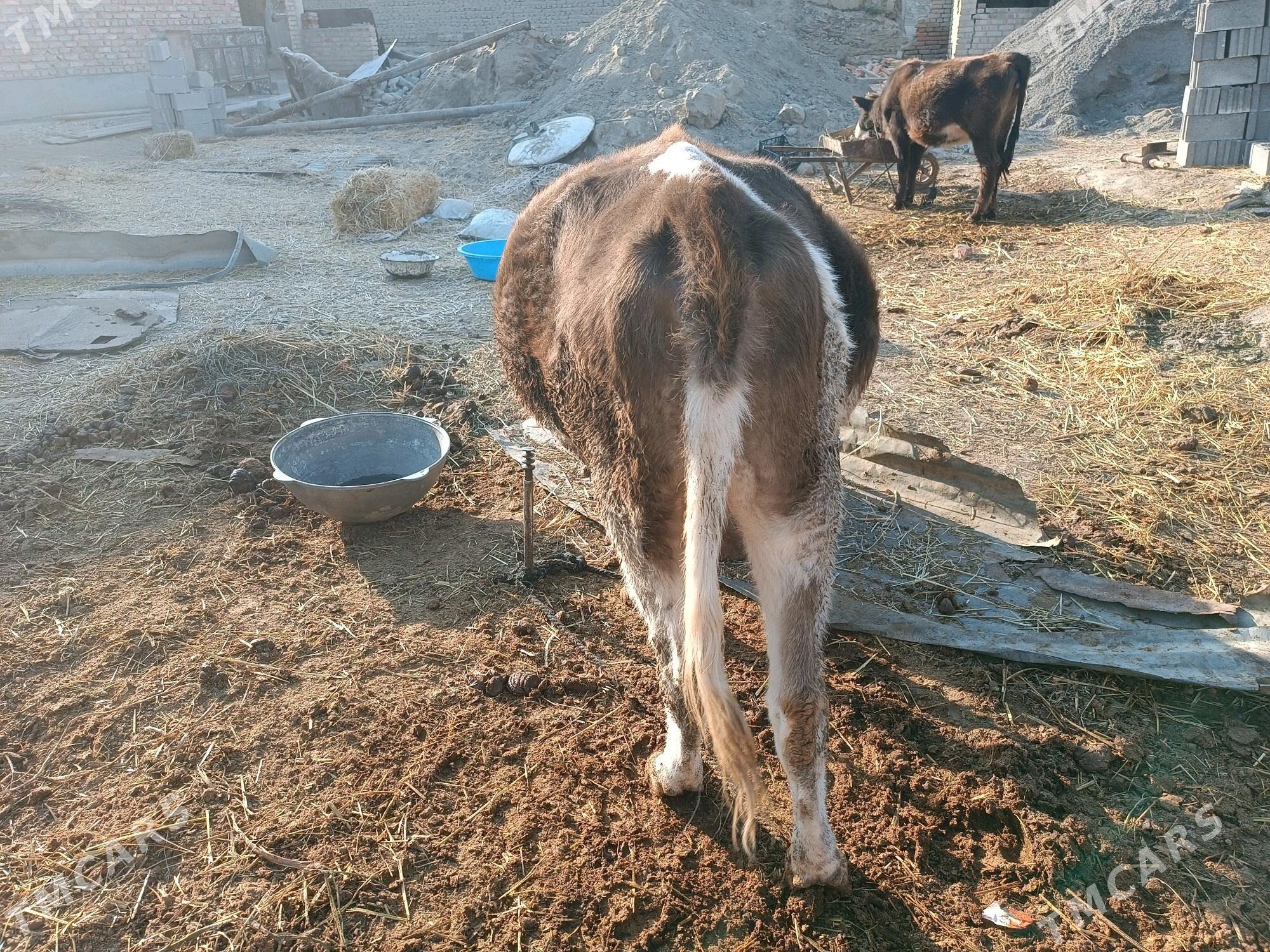 8 aýlyk bogaz sygyr - Бахарден - img 1