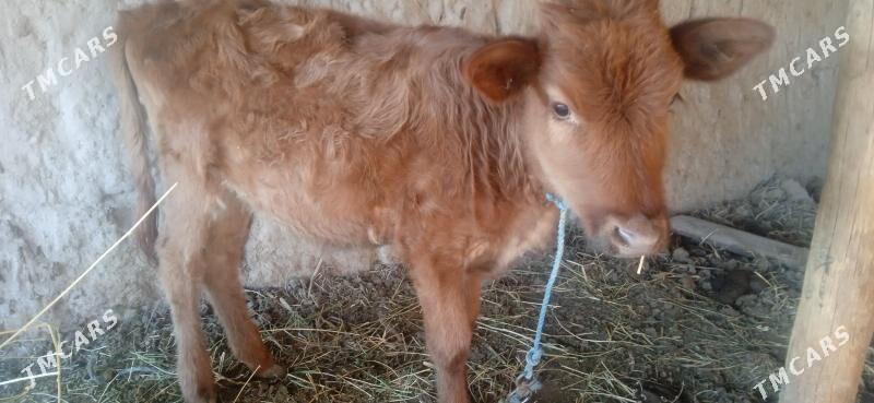 unajyn - Чарджоу - img 2