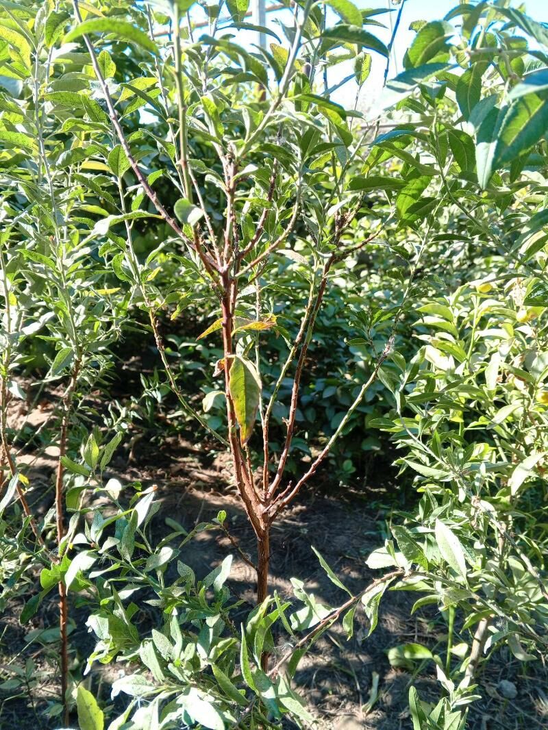 pisse agajy,limon agajy - Büzmeýin - img 2