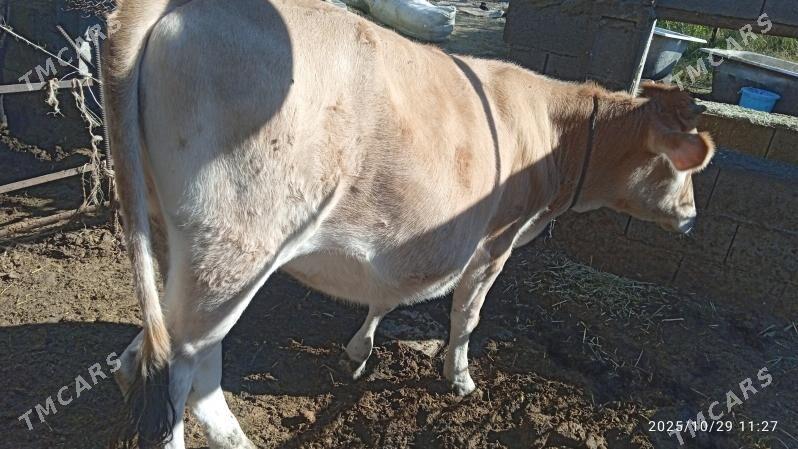 sywes,tuwe, - Бахарден - img 1