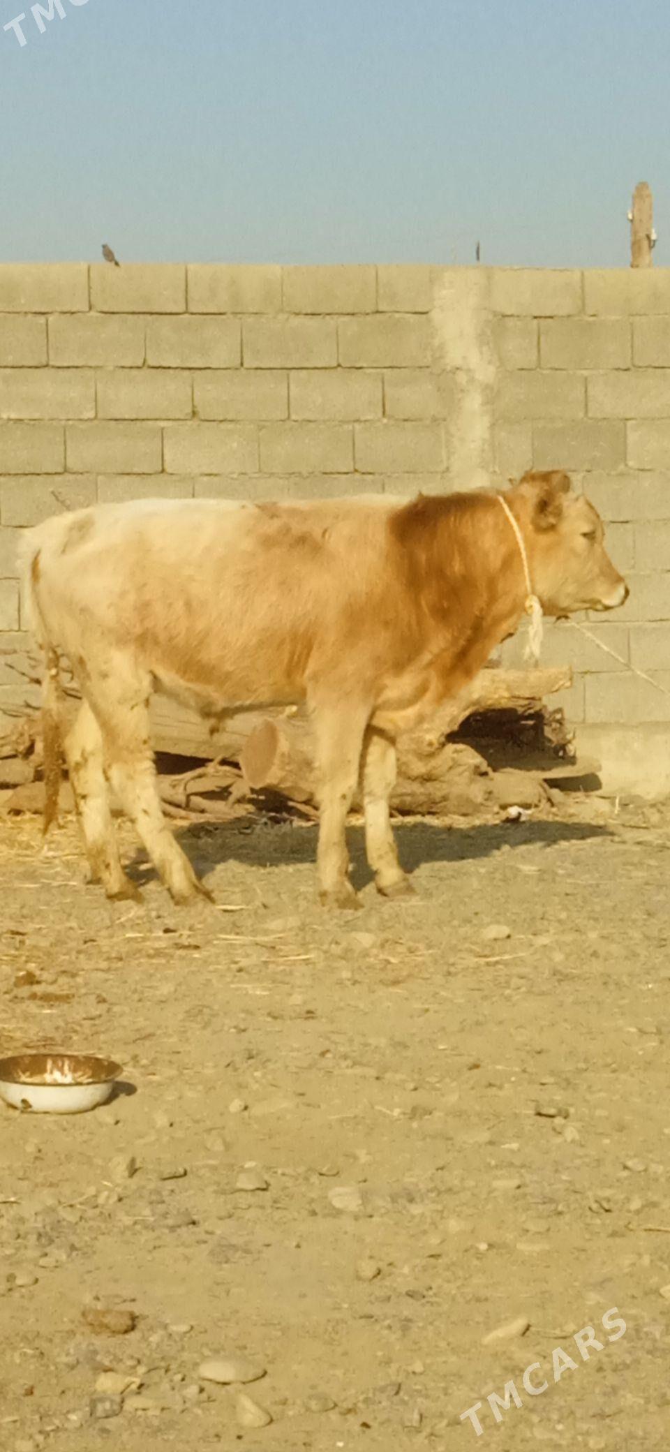 ŞİWES ÖKÜZ - Bäherden - img 2