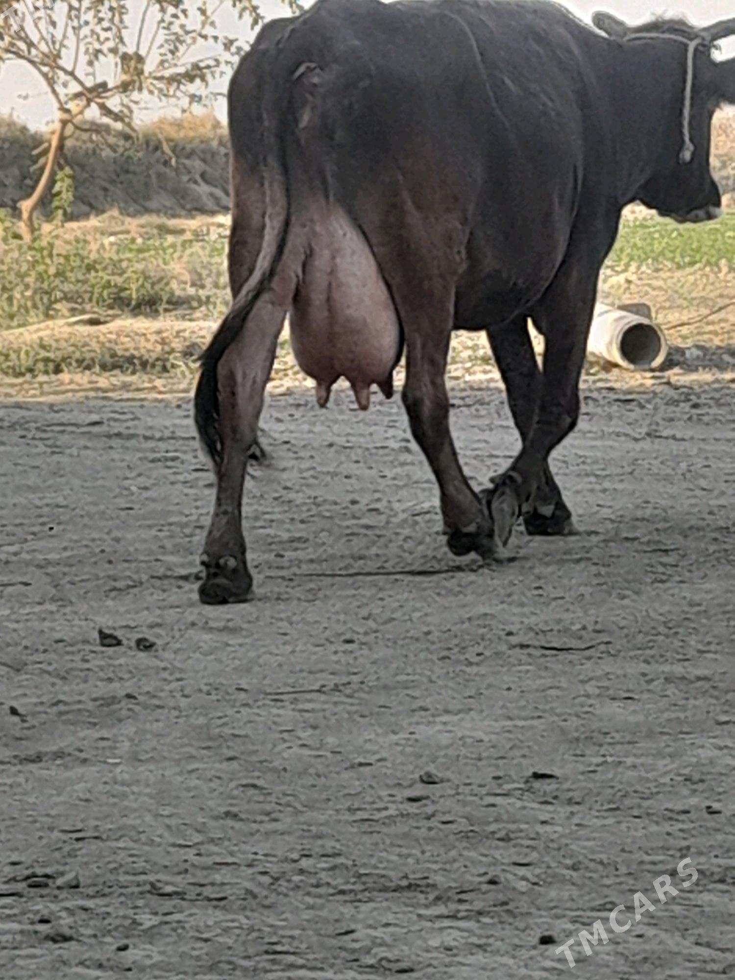 goleli sygyr - Бахарден - img 2