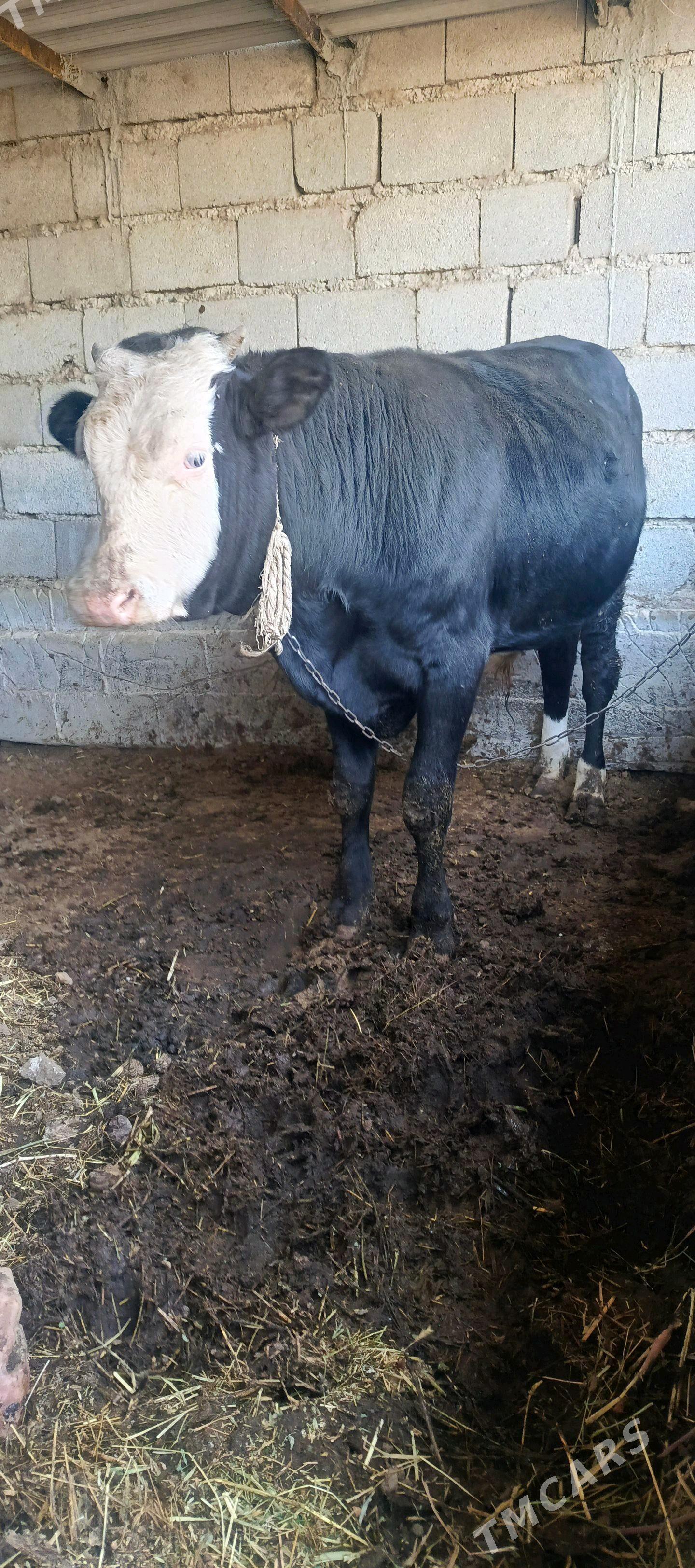 okuz - Gökdepe - img 1