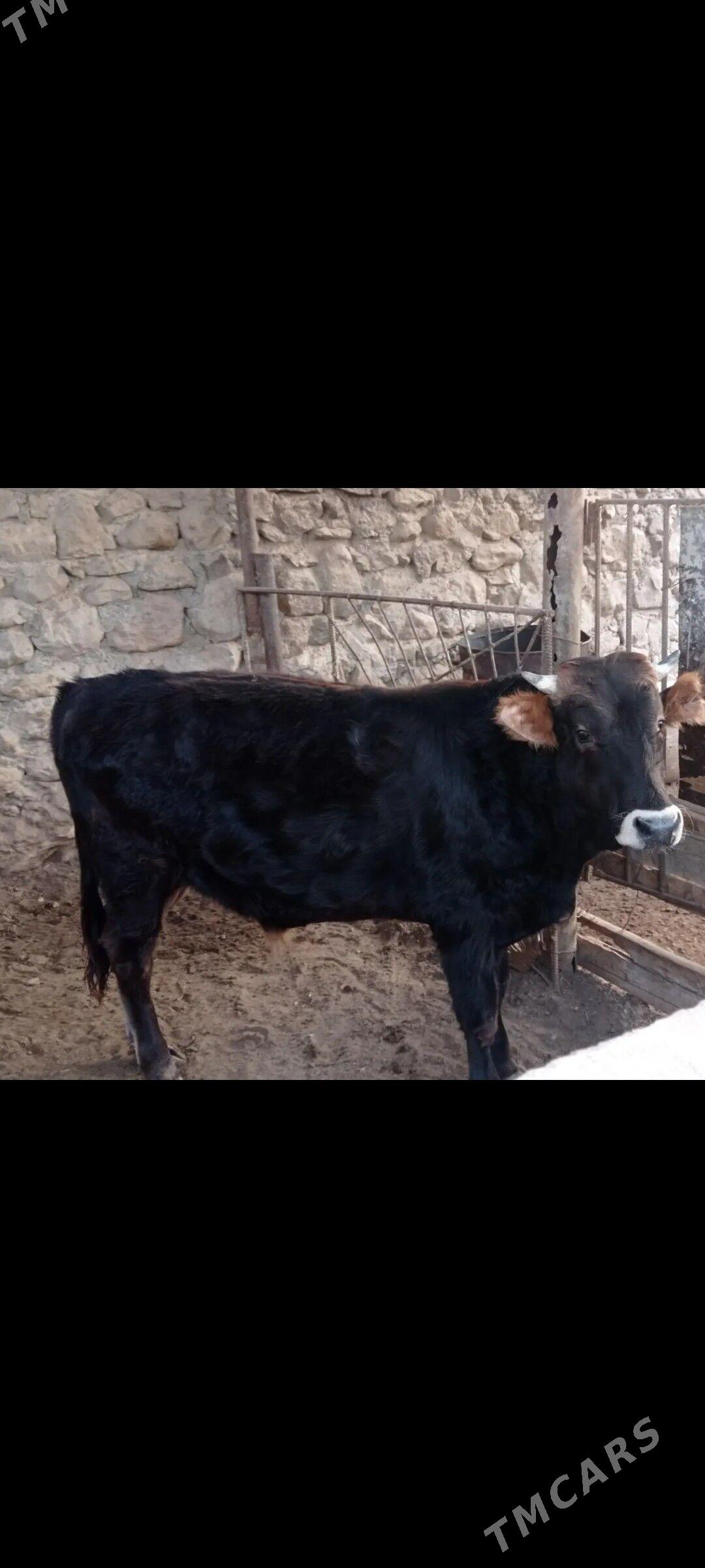 Okiz - Jebel - img 1