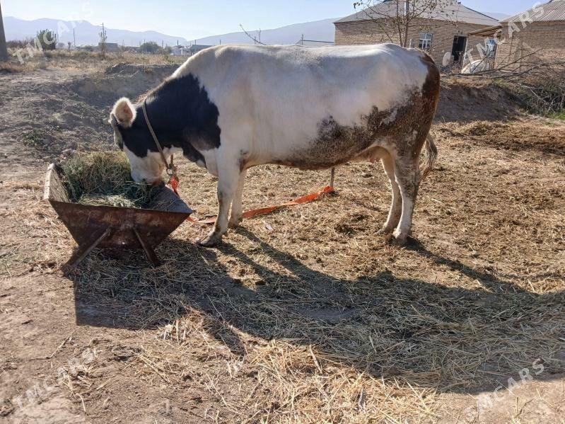 sygyr - Gökdepe - img 4