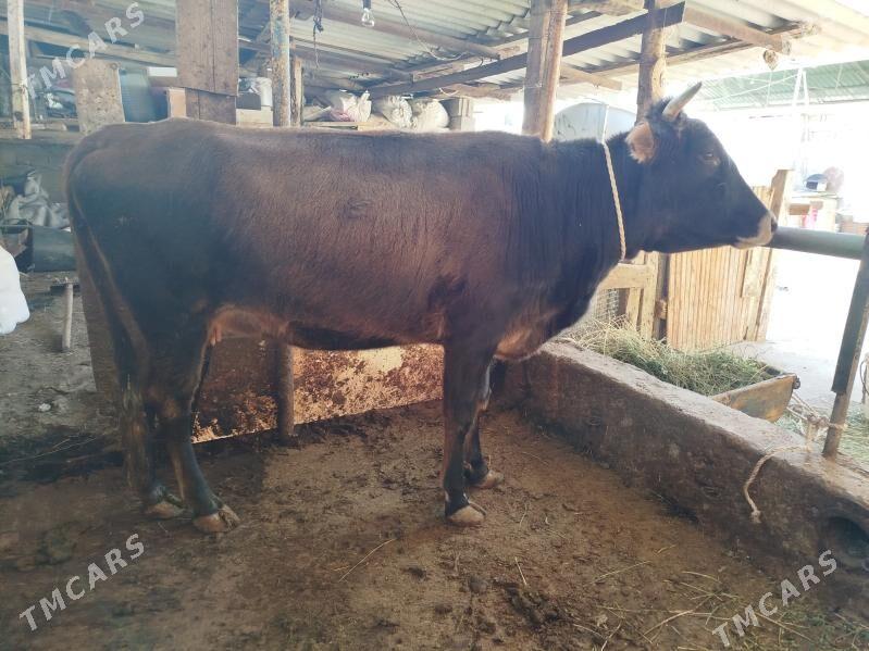 BOGAZ SYGYR - Чоганлы - img 1