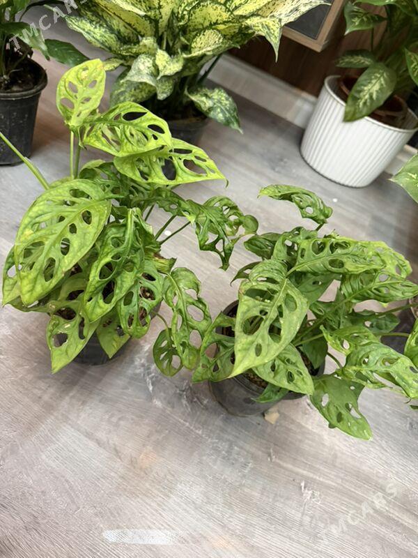 Цветы  - Aşgabat - img 2