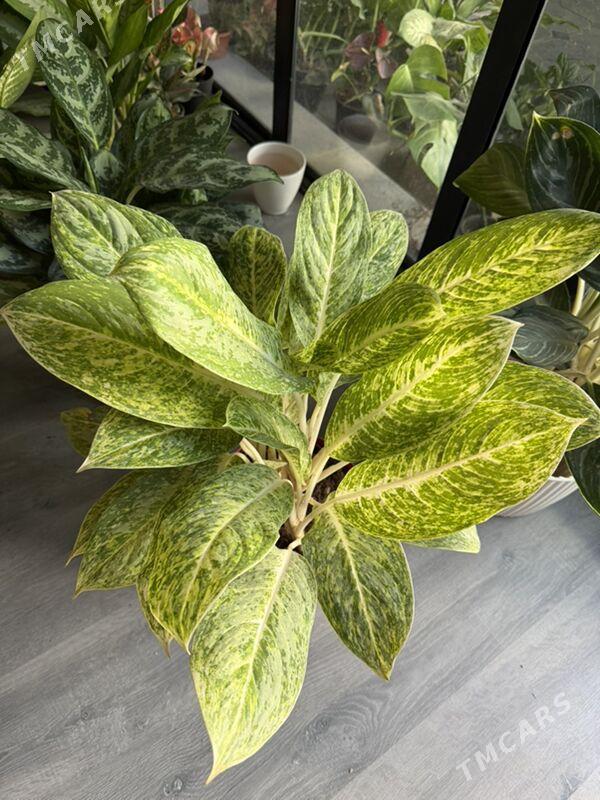 Цветы  - Aşgabat - img 9