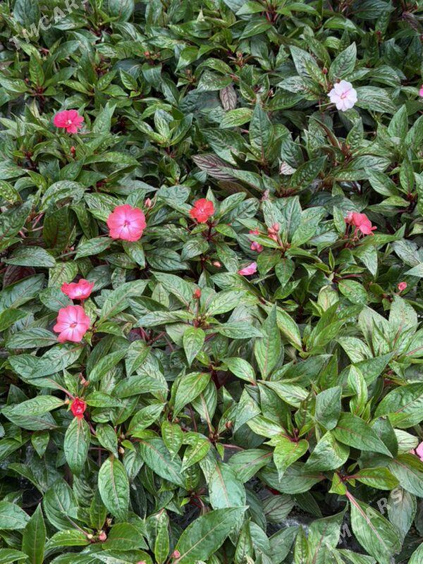 Цветы  - Aşgabat - img 7