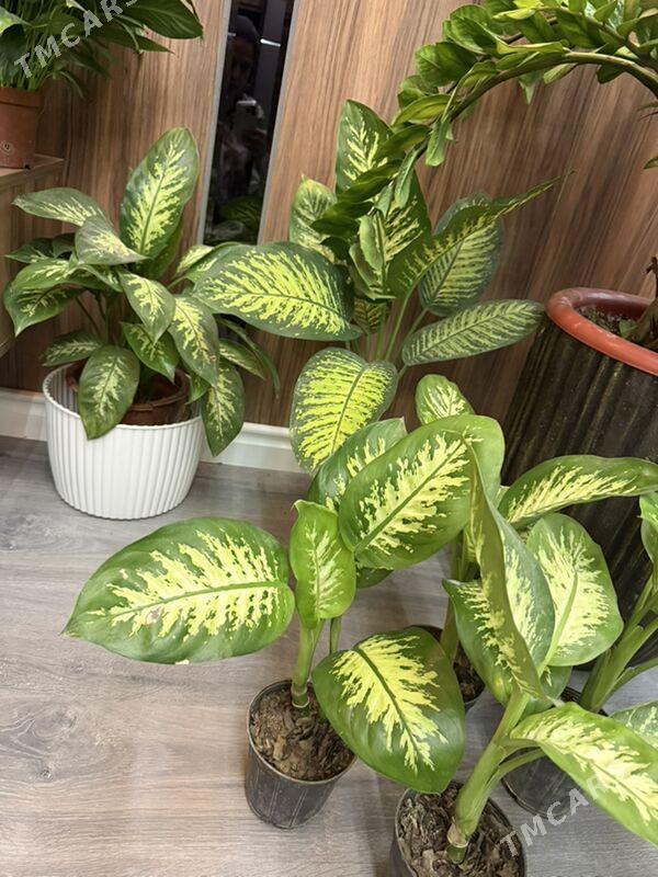 Цветы  - Aşgabat - img 4