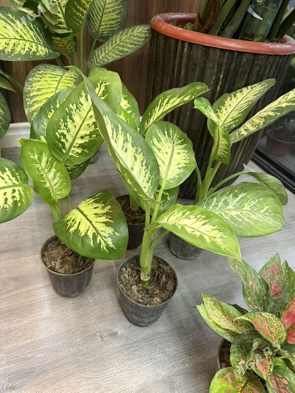 Цветы  - Aşgabat - img 6