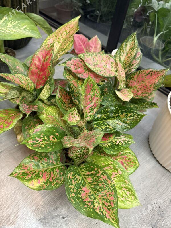 Цветы  - Aşgabat - img 5